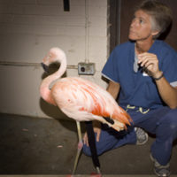 Ronk, Chilean flamingo